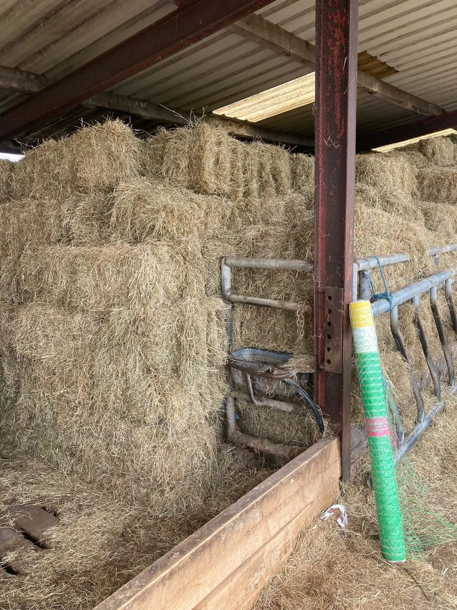 Hay, square bales - Image 2