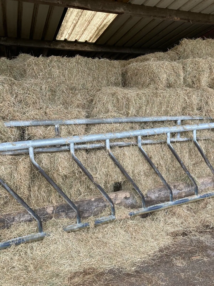 Hay, square bales - Image 3