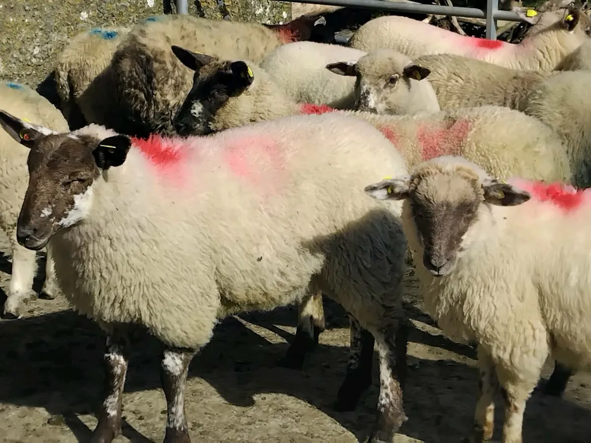 20 Ewe Lamb's - Image 1