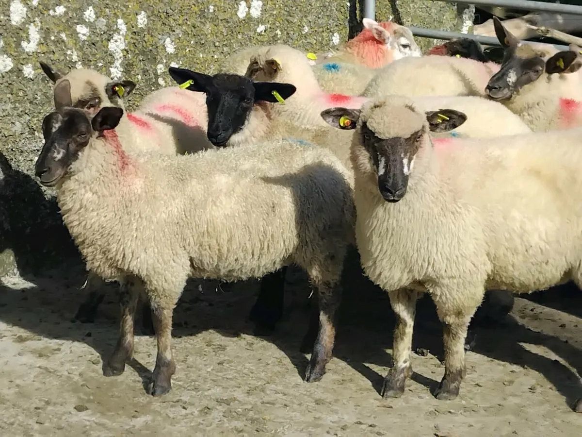 20 Ewe Lamb's - Image 3