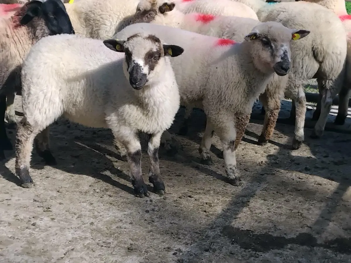 20 Ewe Lamb's - Image 4