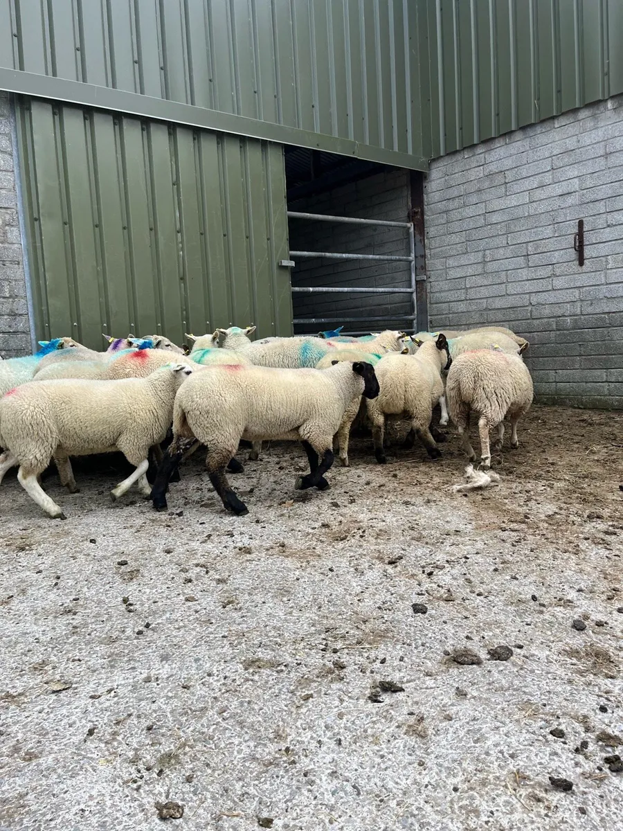 Super continental lambs for sale - Image 1
