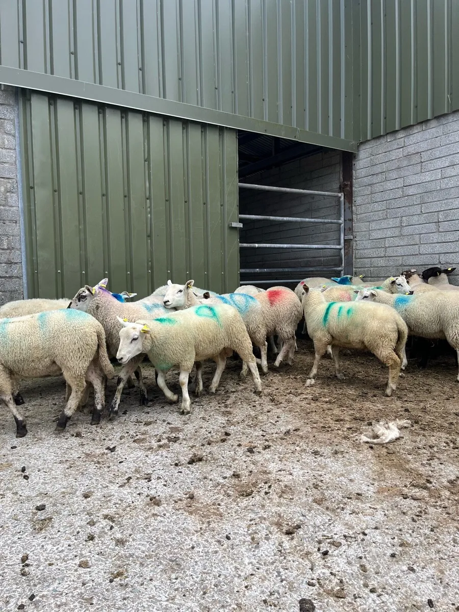 Super continental lambs for sale - Image 2