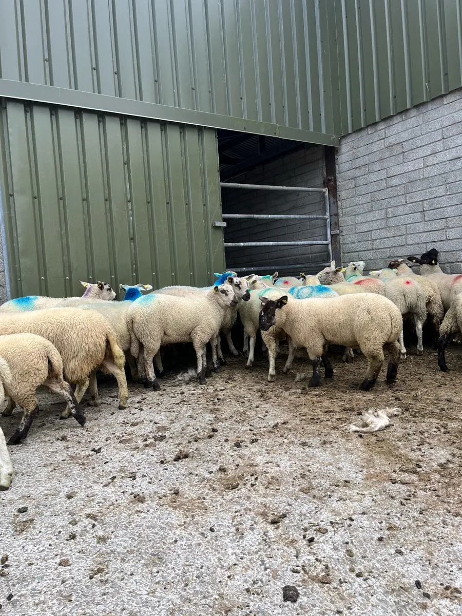 Super continental lambs for sale - Image 3