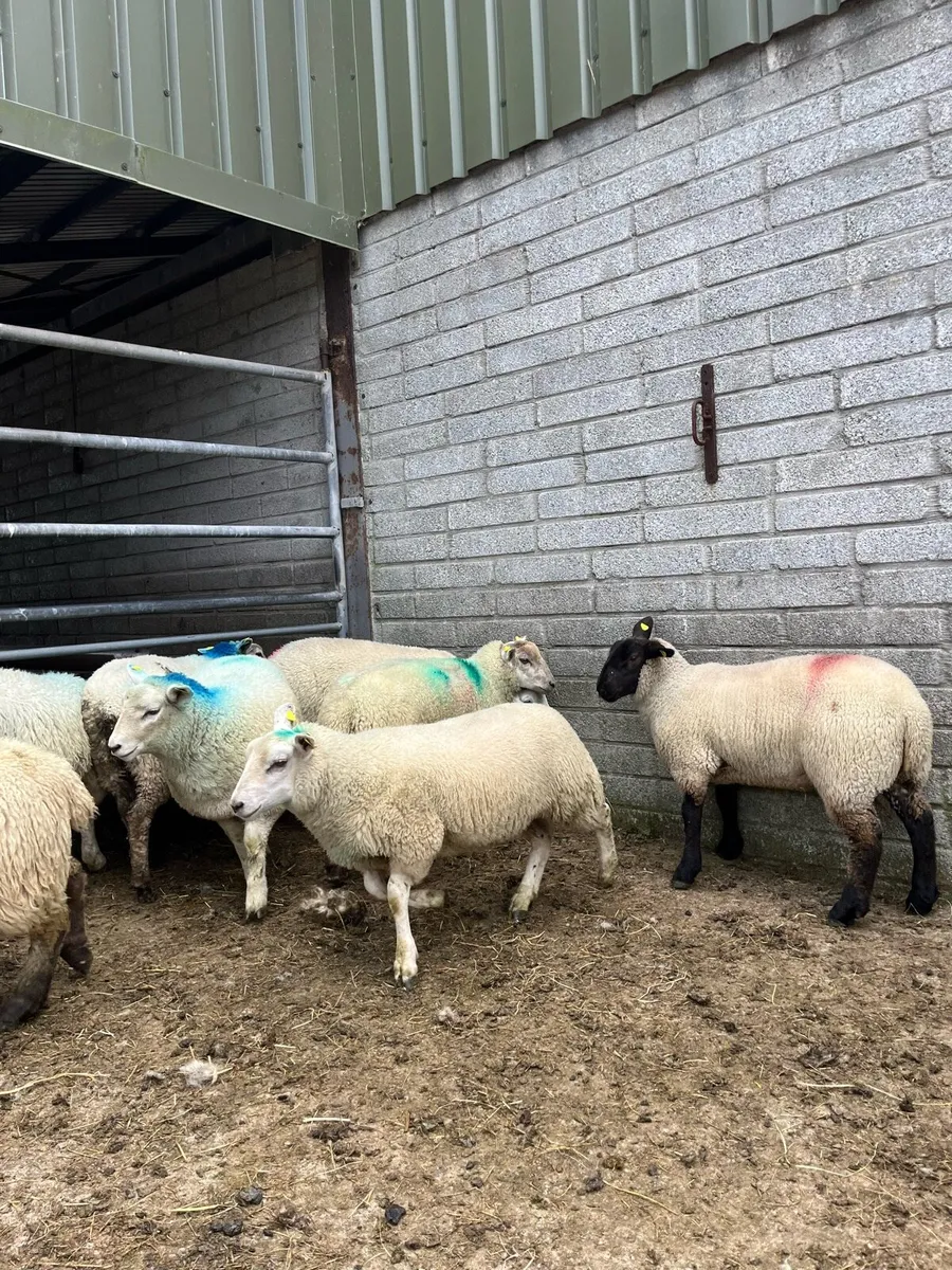 Super continental lambs for sale - Image 4