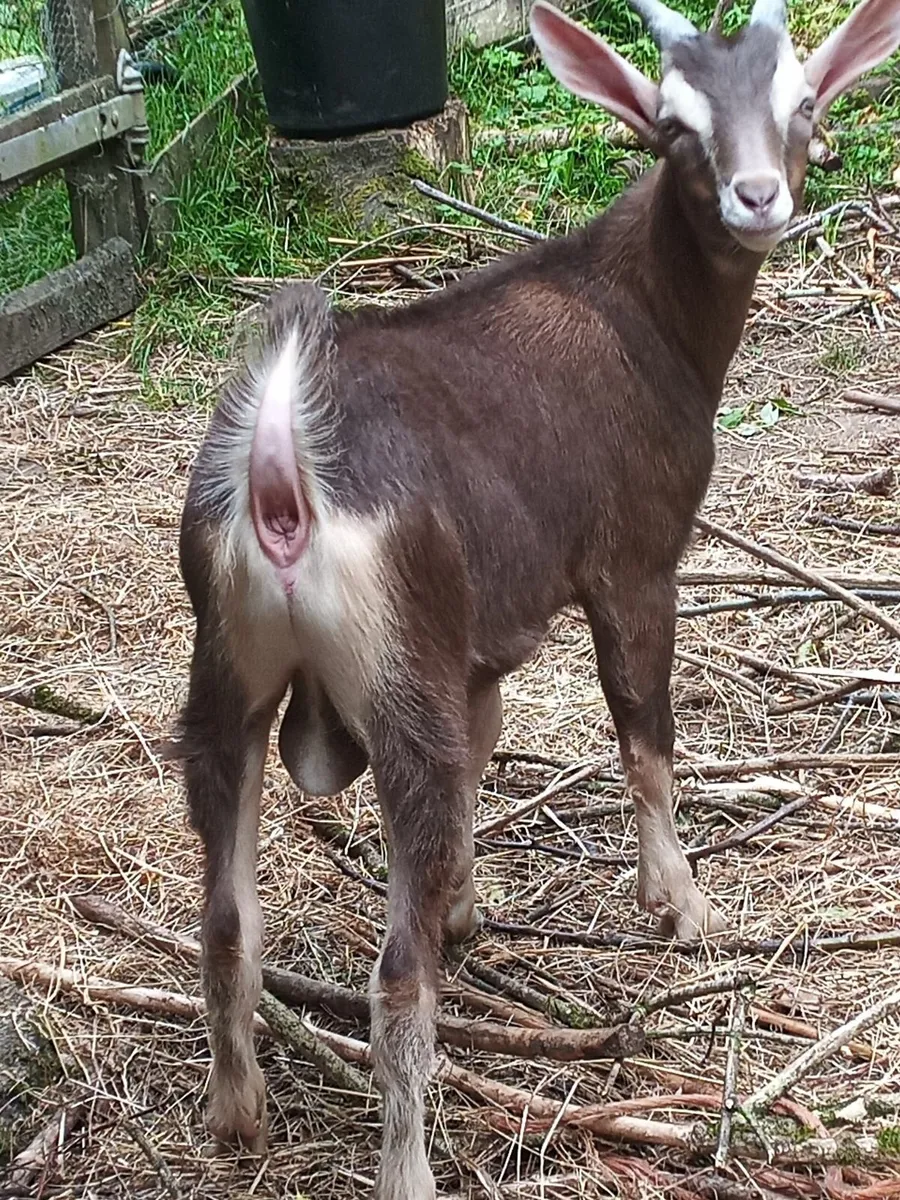 Primo Billy Goat, British Guernsey x Toggenburg - Image 1
