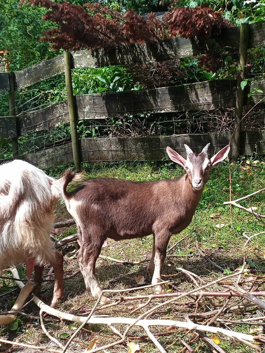 Primo Billy Goat, British Guernsey x Toggenburg - Image 2