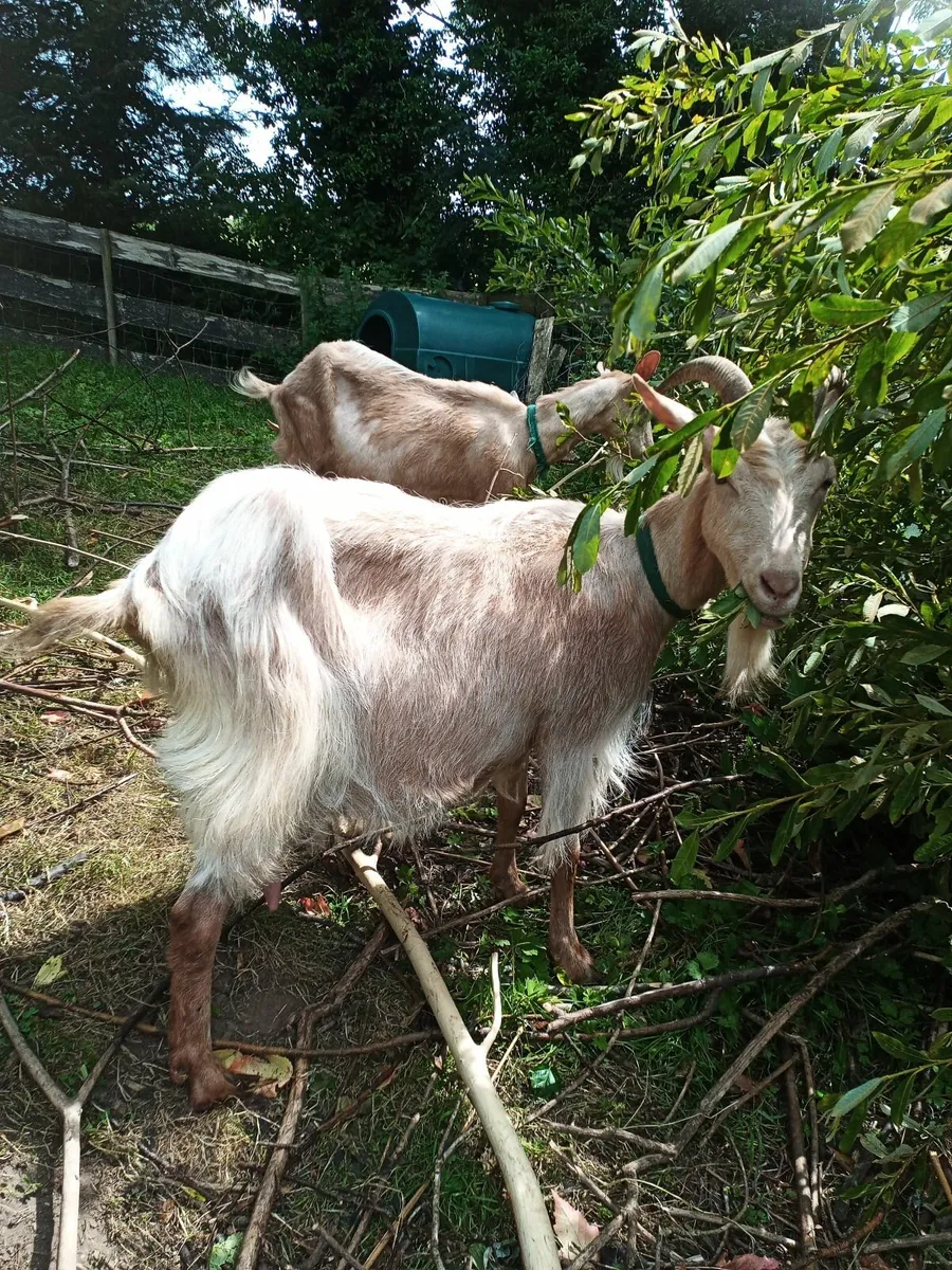 Primo Billy Goat, British Guernsey x Toggenburg - Image 3