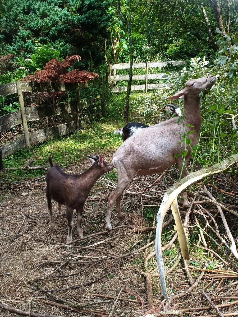Primo Billy Goat, British Guernsey x Toggenburg - Image 4