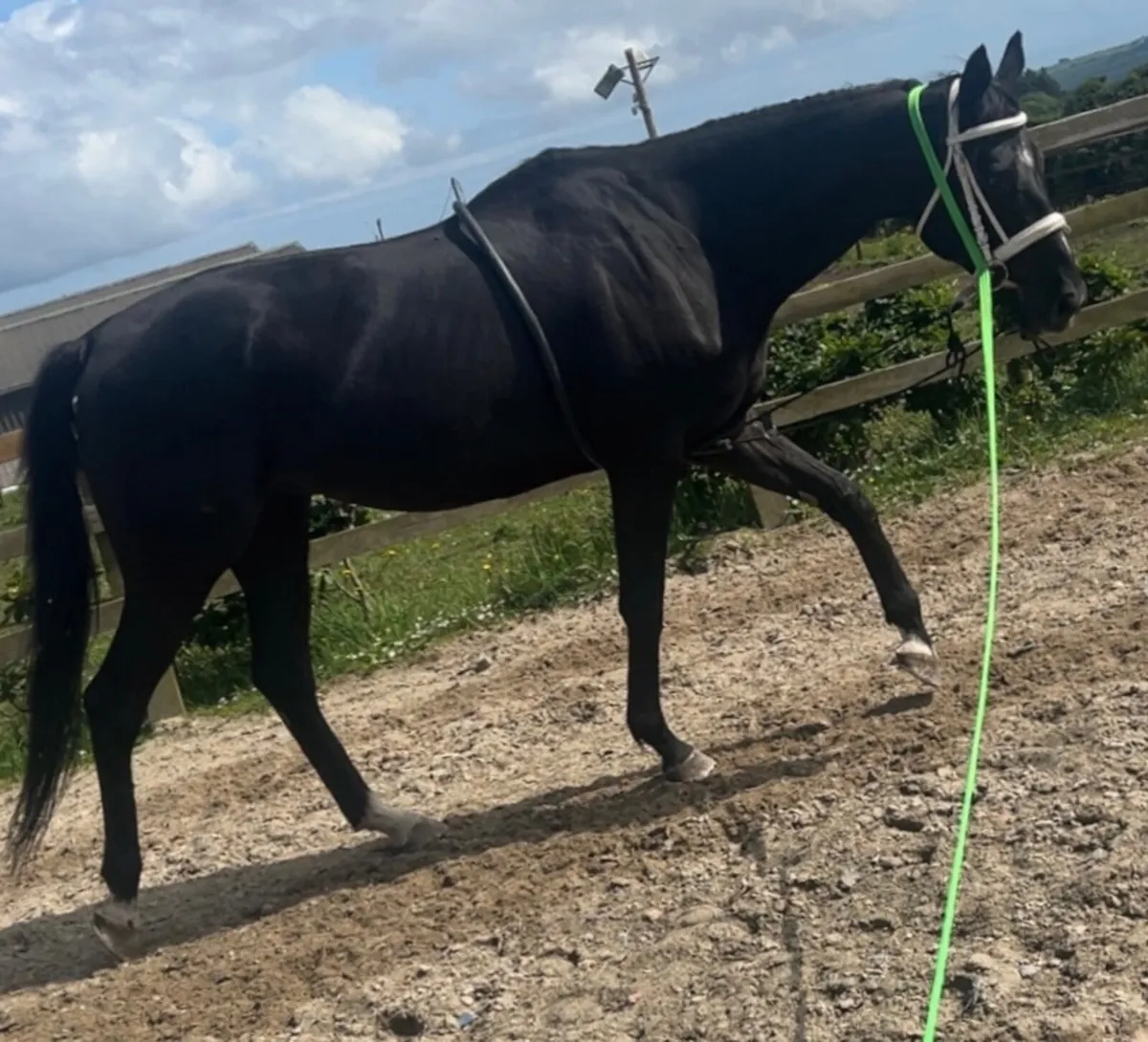 7yr TB ex-racehorse - Image 1