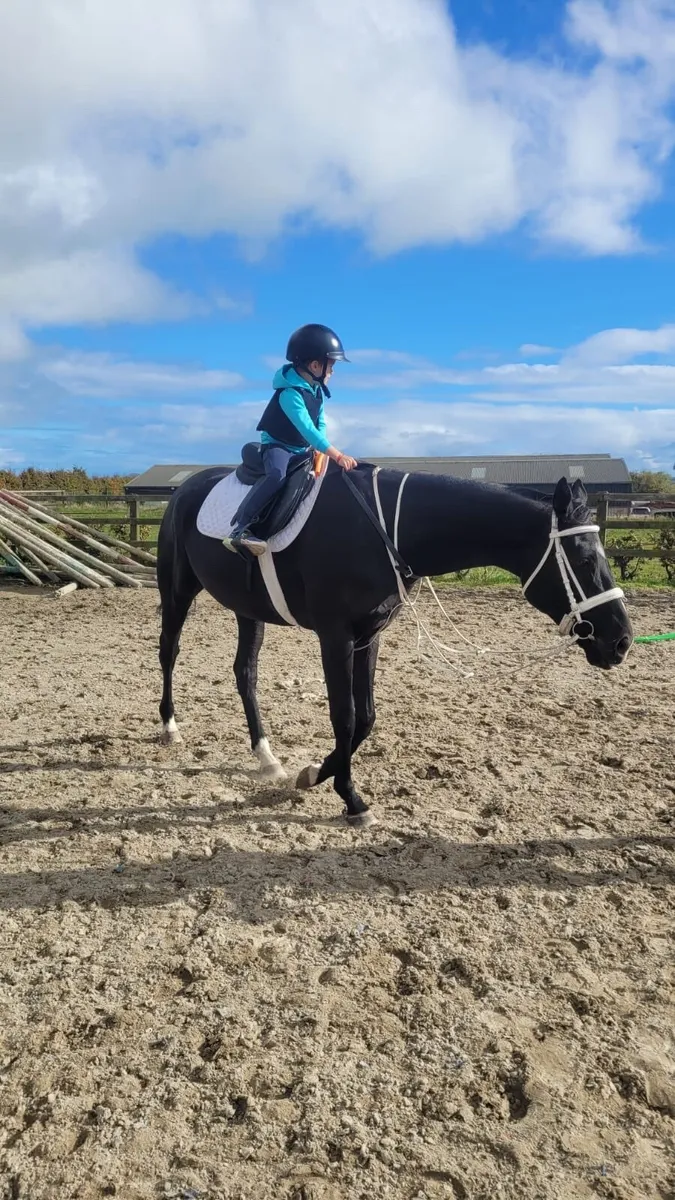 7yr TB ex-racehorse - Image 2