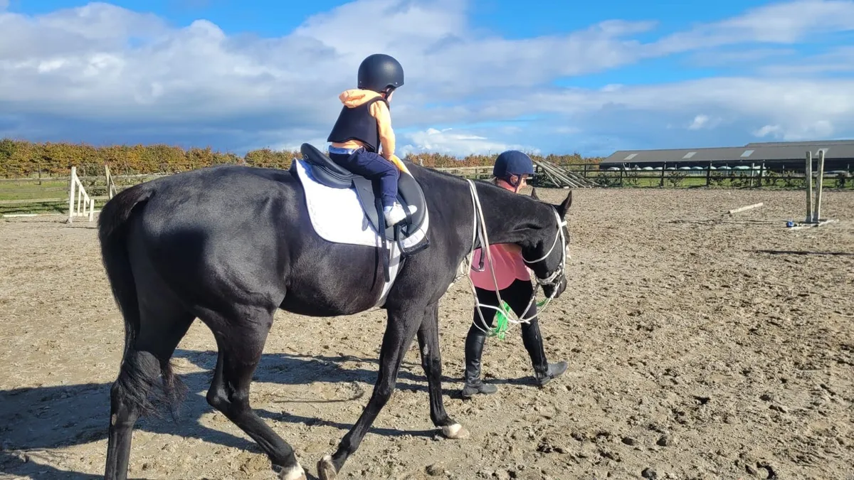7yr TB ex-racehorse - Image 3