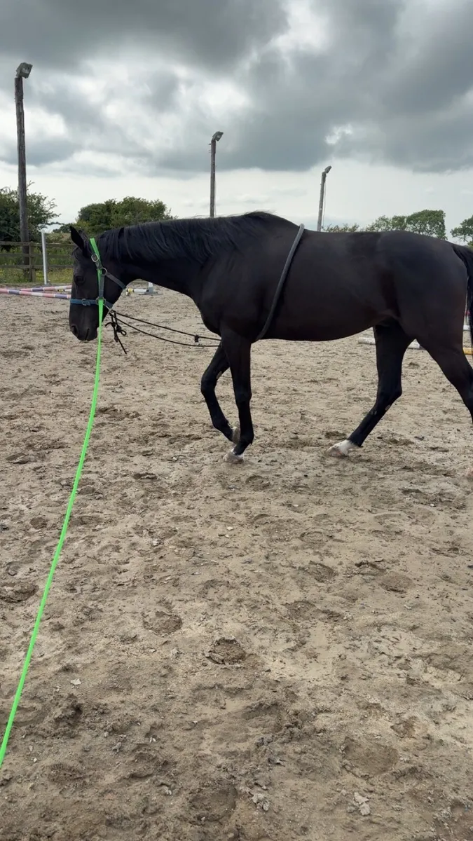 7yr TB ex-racehorse - Image 4