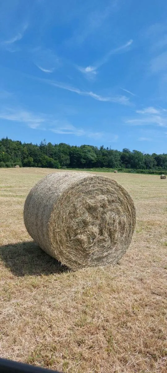 Round bales of hay
