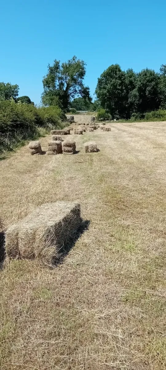Hay - Image 1