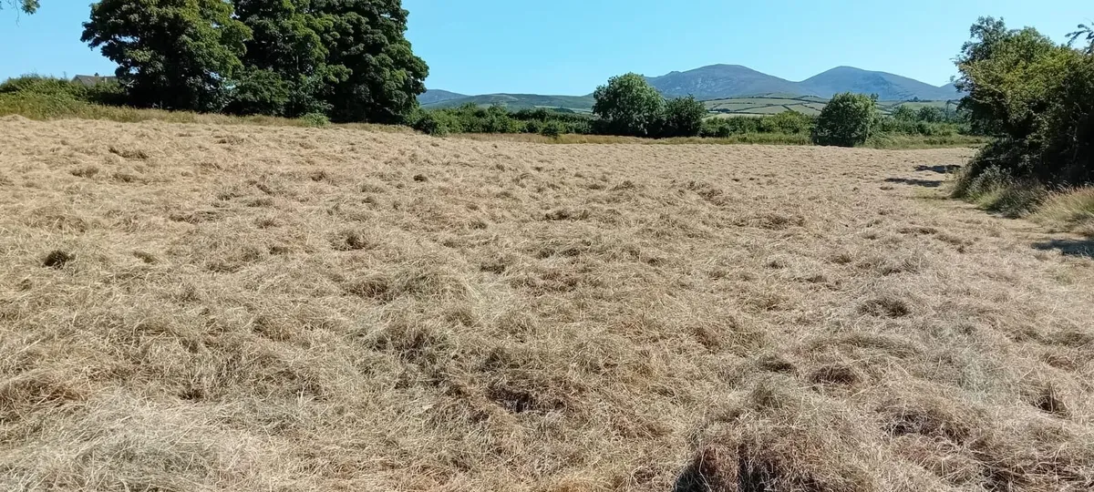 Hay - Image 2