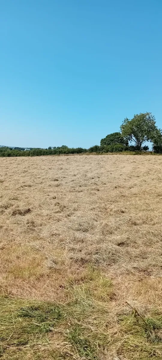 Hay - Image 3