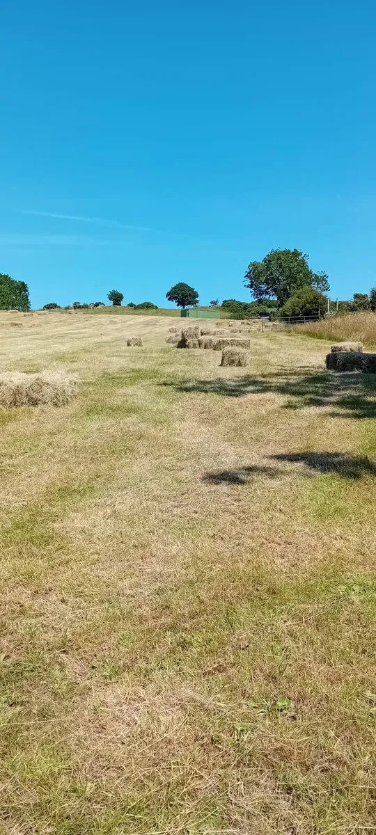 Hay - Image 4