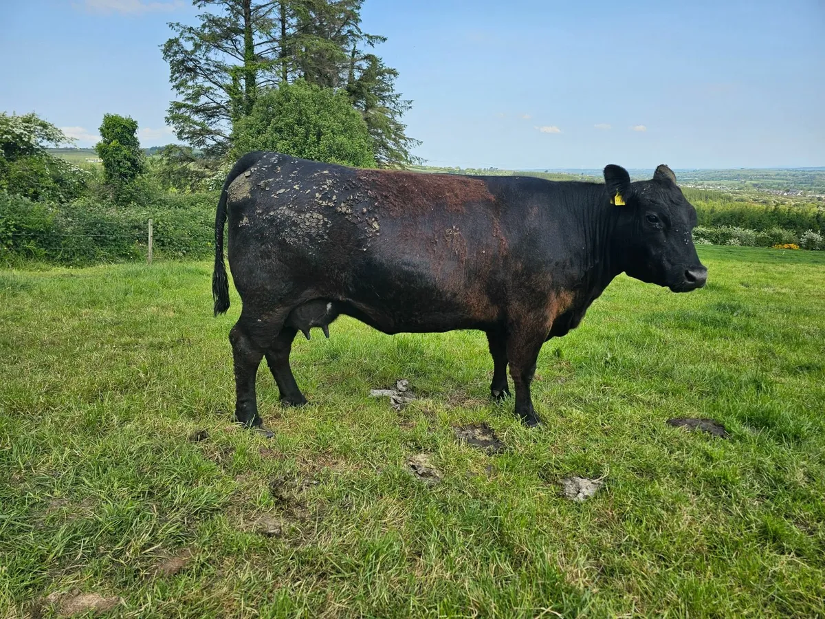 Cow calf - Image 1
