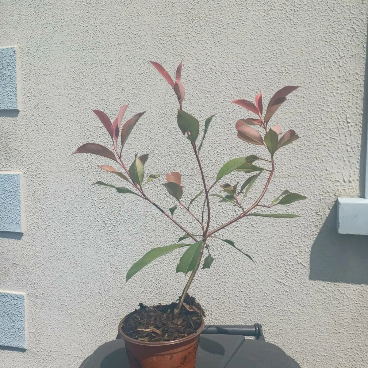 Laurel - Image 2