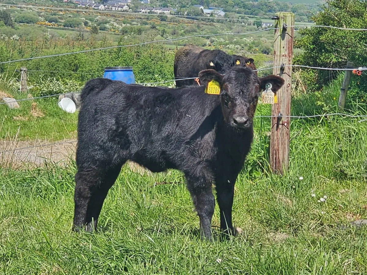 Cow calf - Image 2