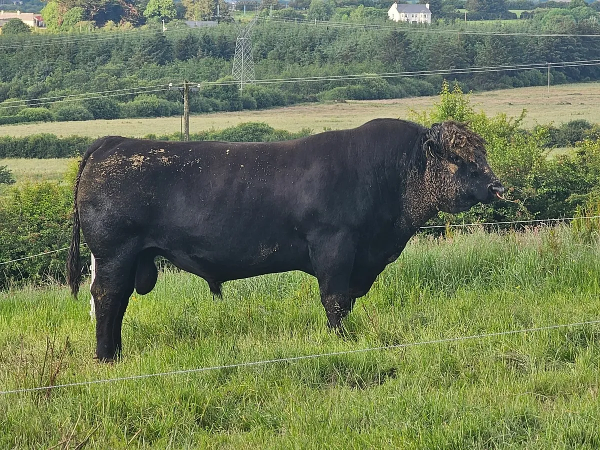Cow calf - Image 3