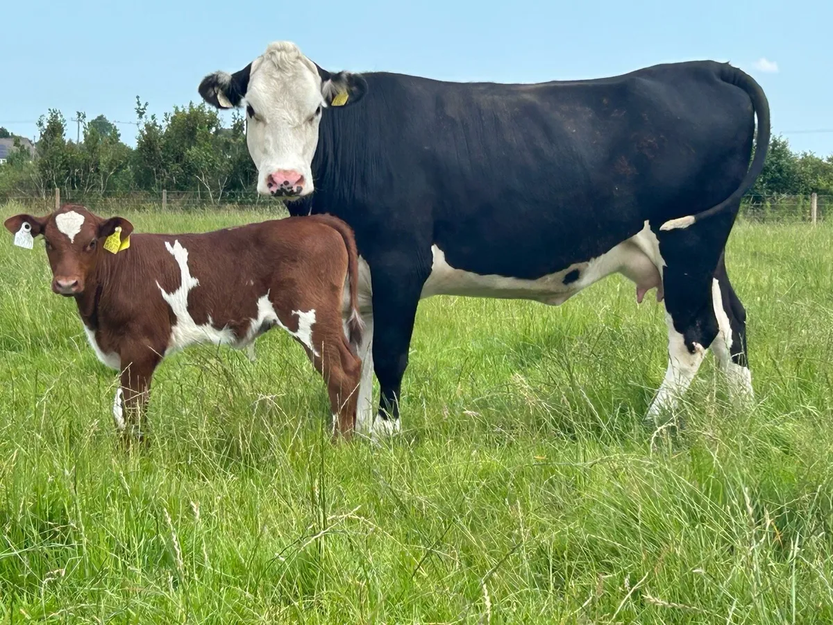 2 super first calved heifers and bull calf’s - Image 2