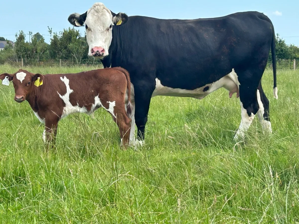 2 super first calved heifers and bull calf’s - Image 3