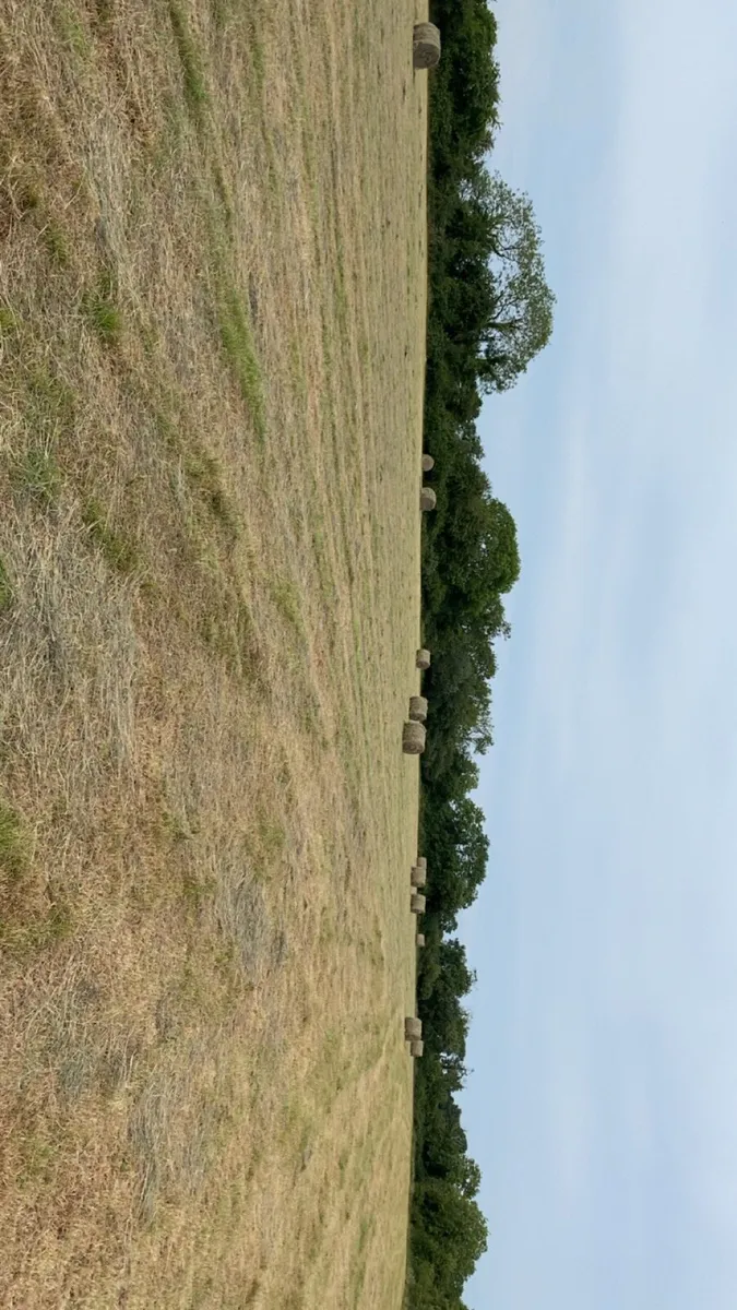 Hay for sale - Image 2