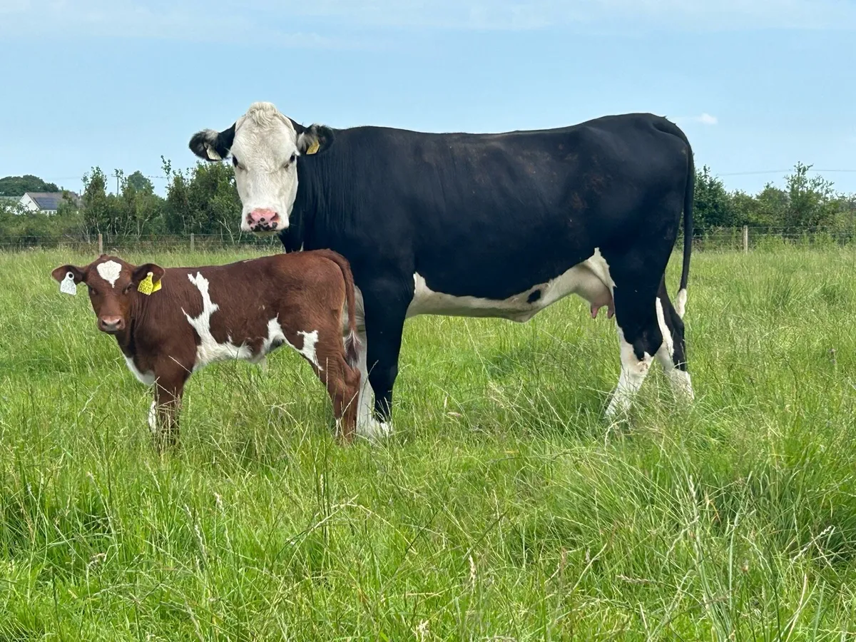 2 super first calved heifers and bull calf’s - Image 4