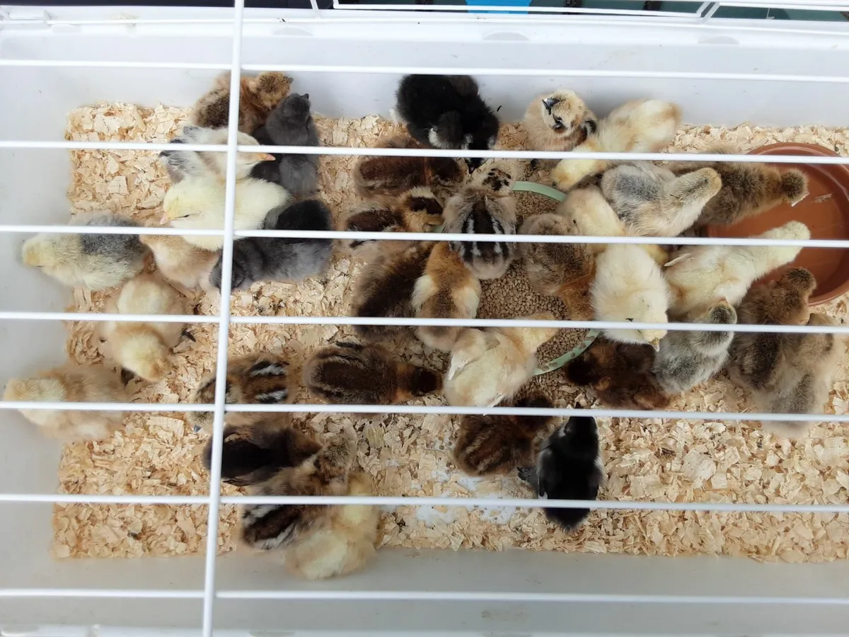 Day old silkie and pekin bantam chicks