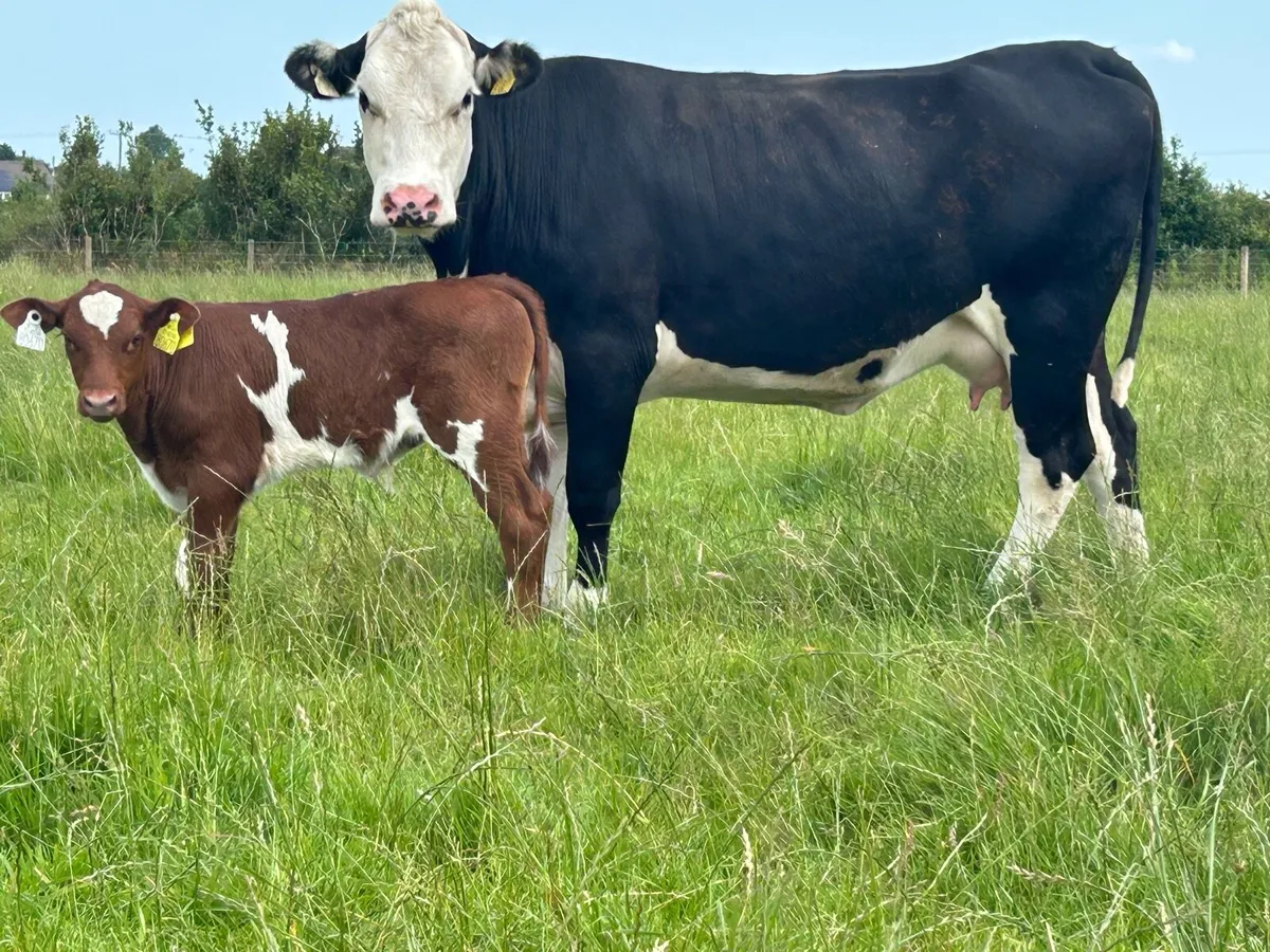 2 super first calved heifers and bull calf’s - Image 1