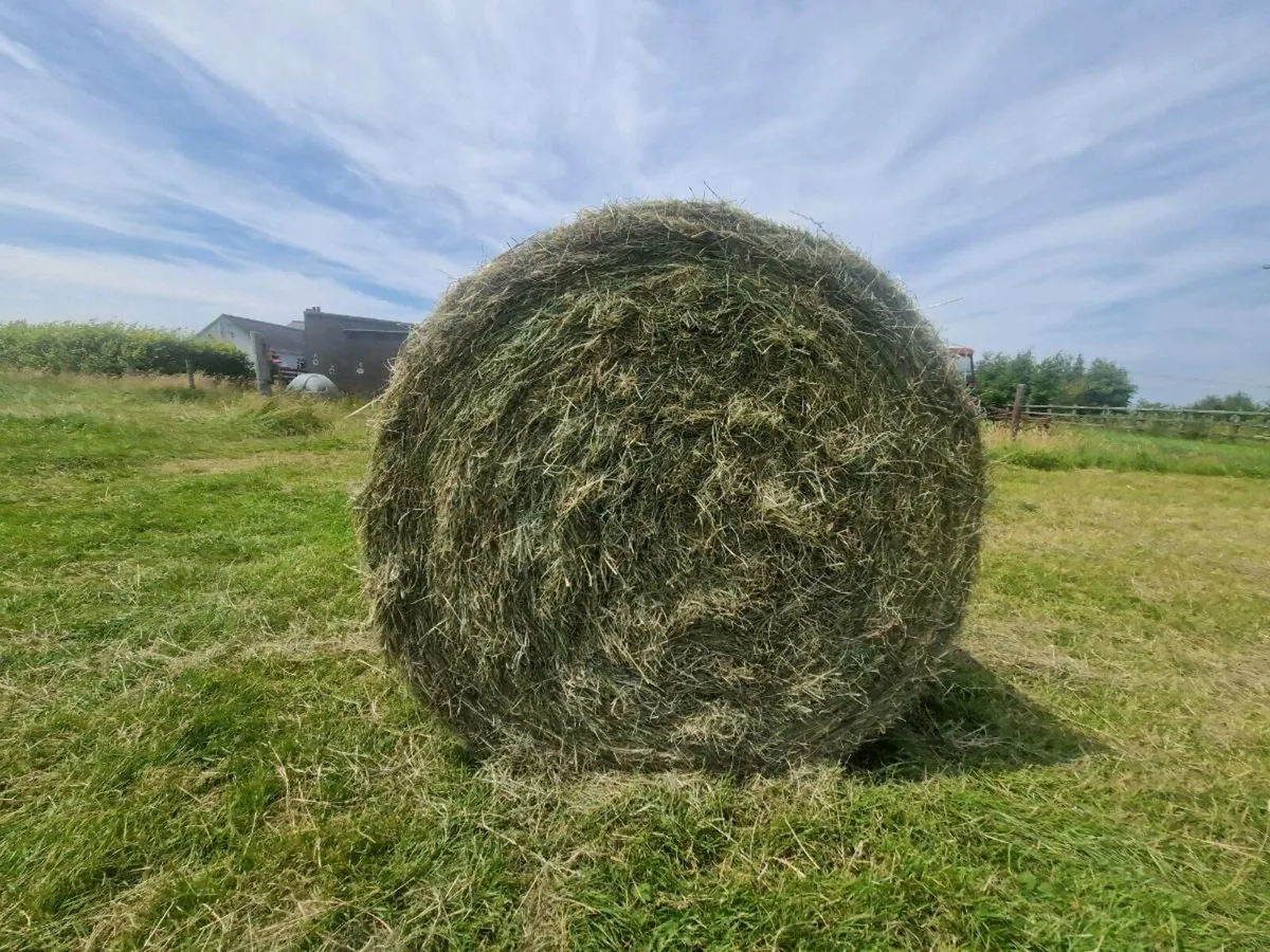Green grass Hay bales x 50 - Image 1