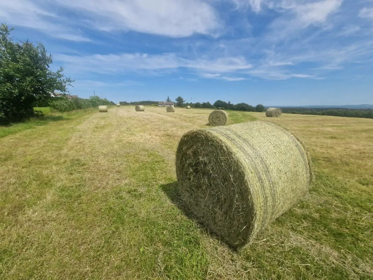 Green grass Hay bales x 50 - Image 2