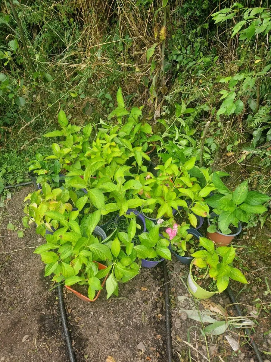 25 Hydrangea macrophylla for sale