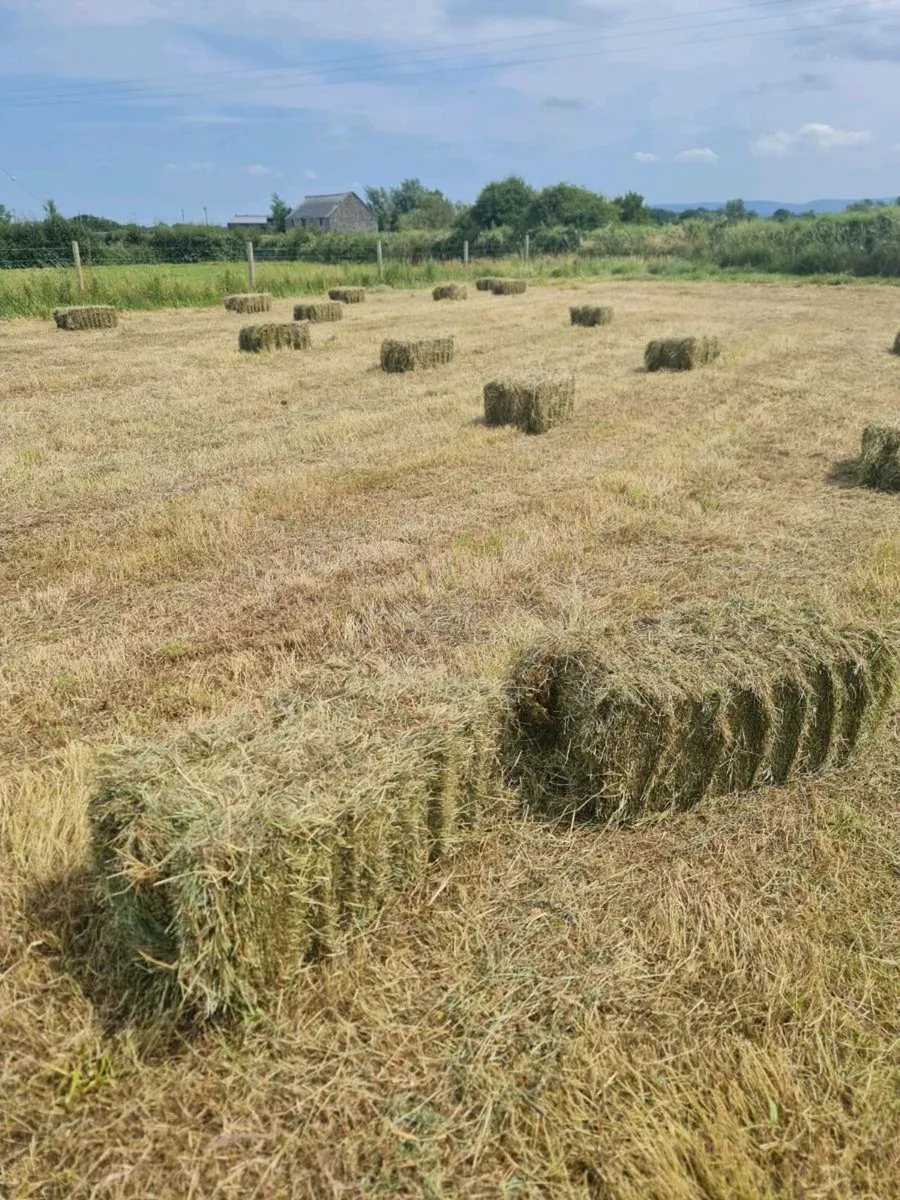 Square bales of hay - Image 1