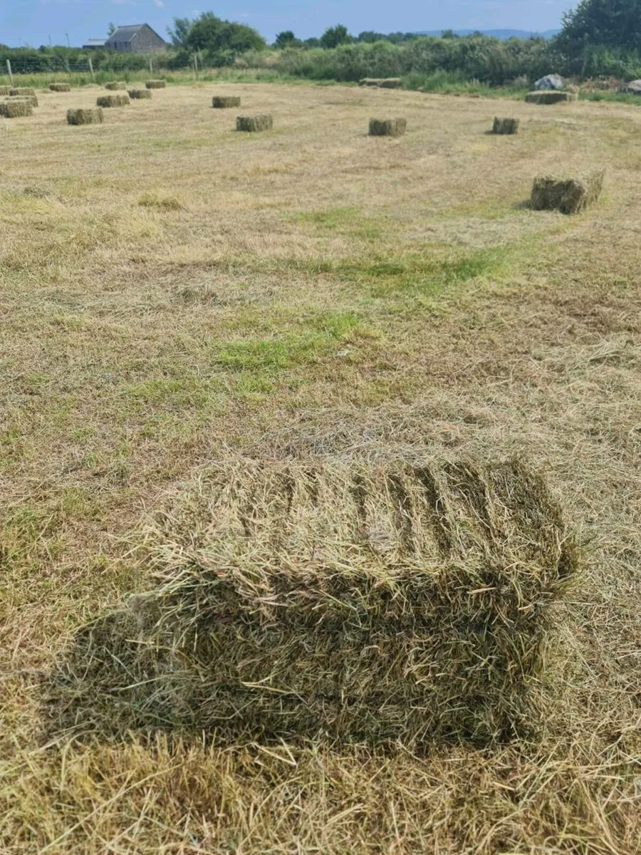 Square bales of hay - Image 2