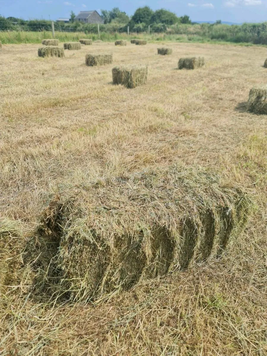 Square bales of hay - Image 3