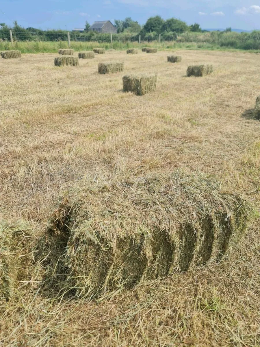 Square bales of hay - Image 4