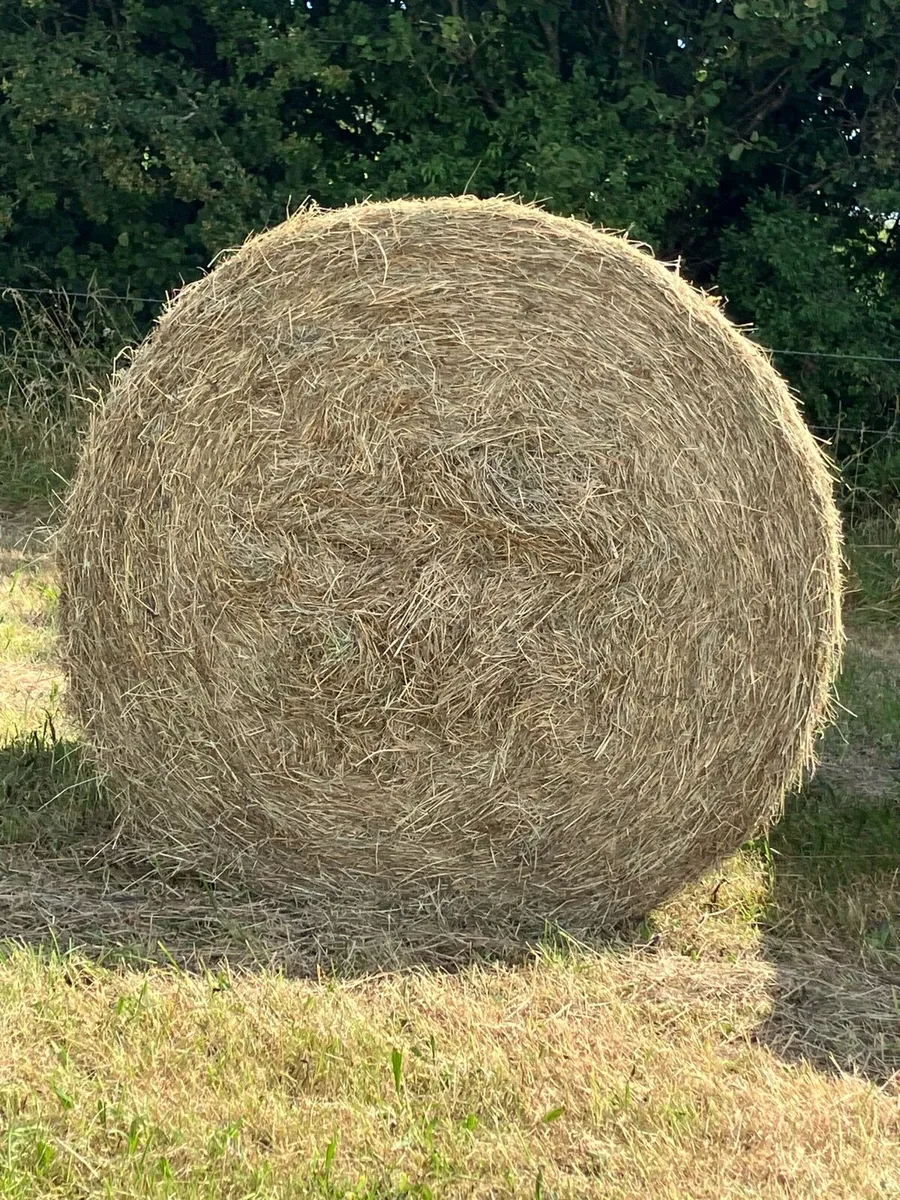 Round Bales Of Hay - Image 4