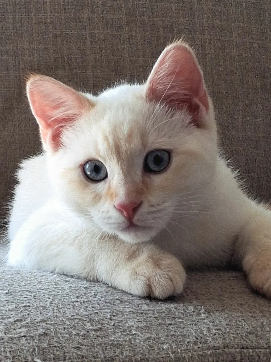 Beautiful kitten - Image 4
