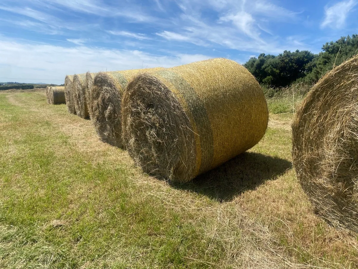 Hay - Image 2