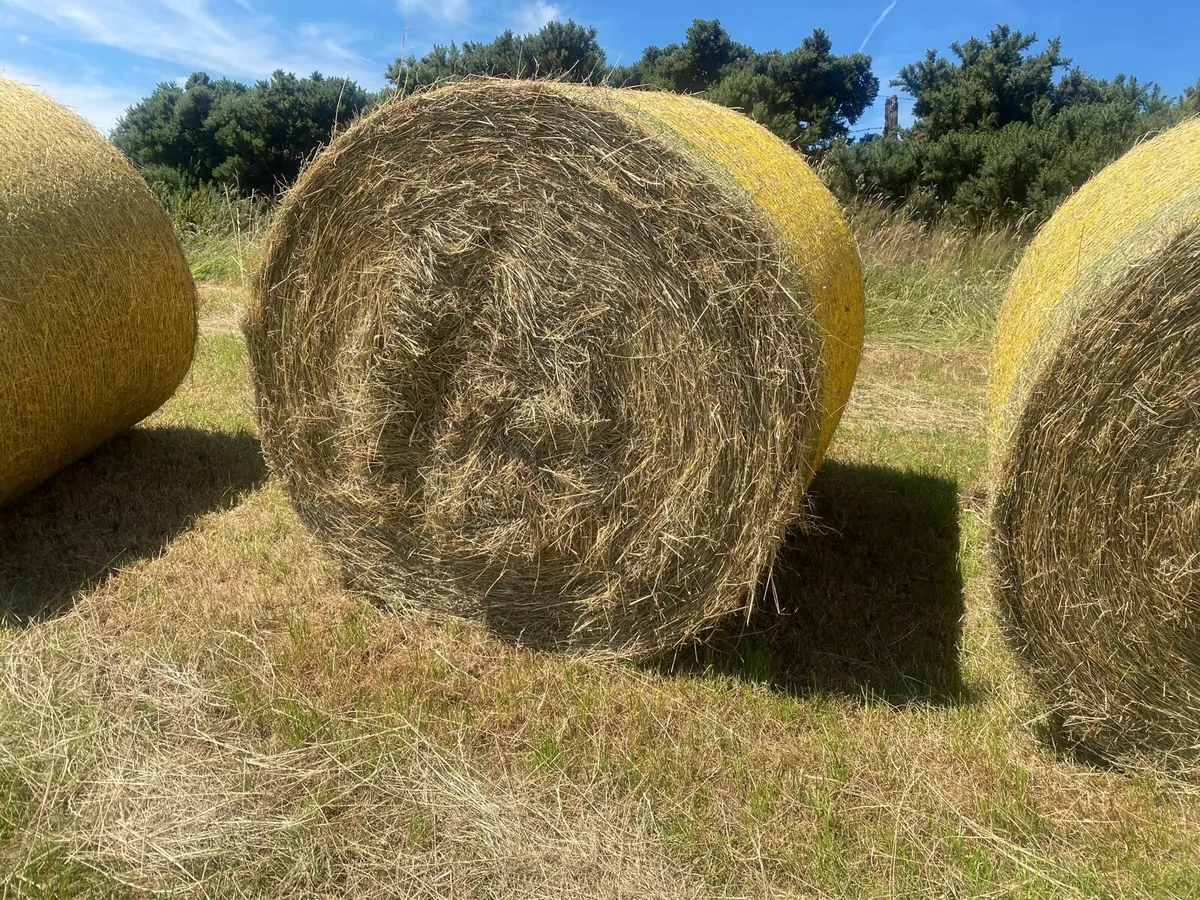 Hay - Image 3