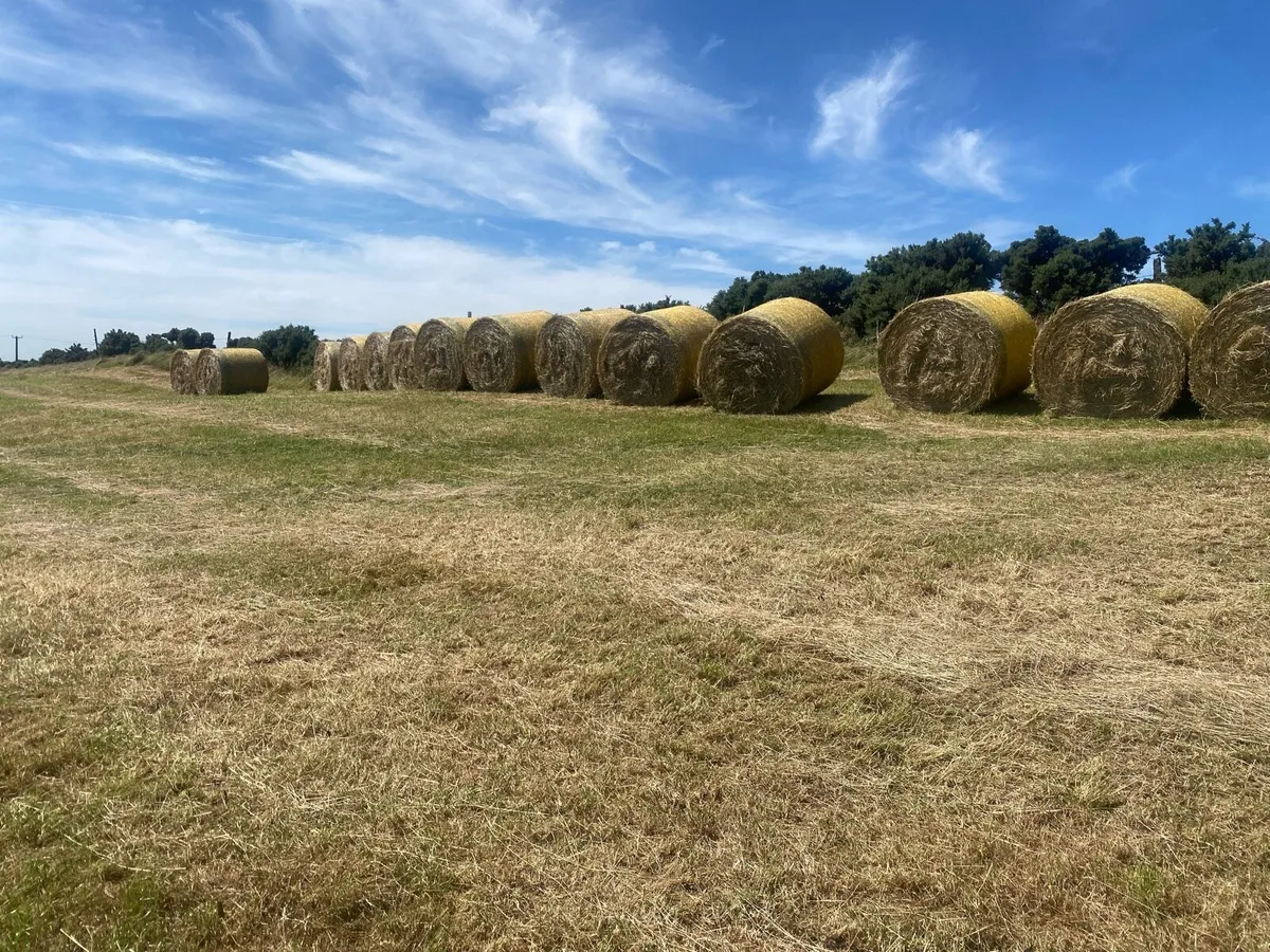 Hay - Image 1