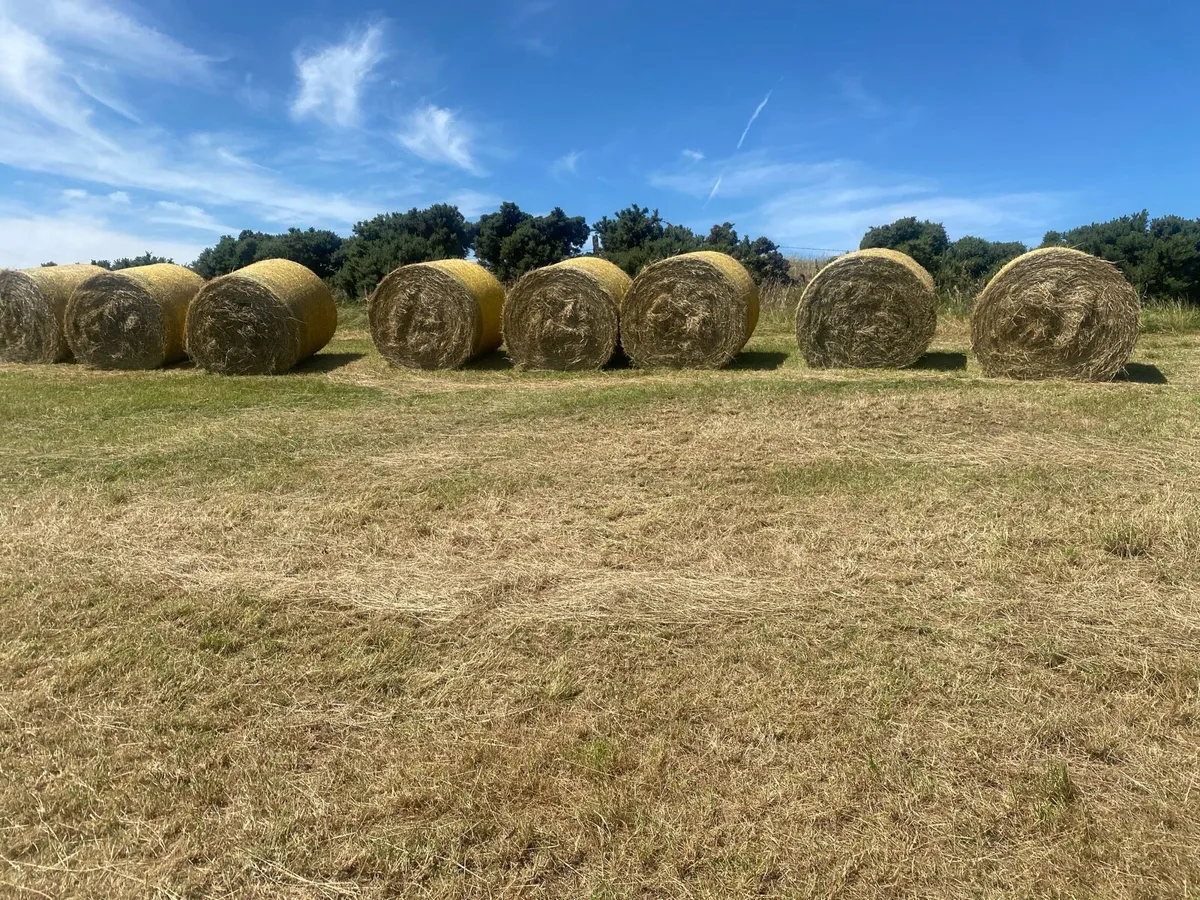 Hay - Image 4
