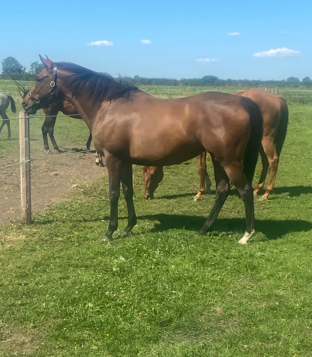 Dutch Art Broodmare - 1/2 sister to Group 3 winner - Image 1