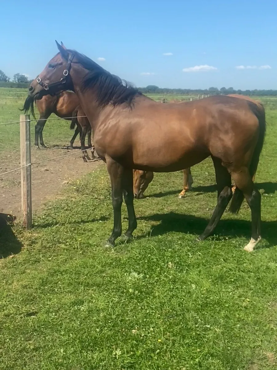 Dutch Art Broodmare - 1/2 sister to Group 3 winner - Image 3