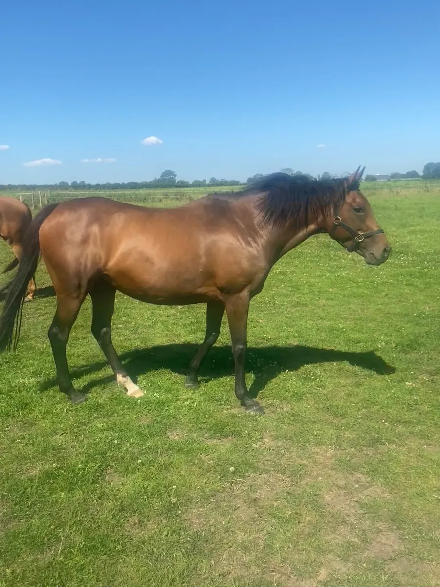 Dutch Art Broodmare - 1/2 sister to Group 3 winner - Image 4
