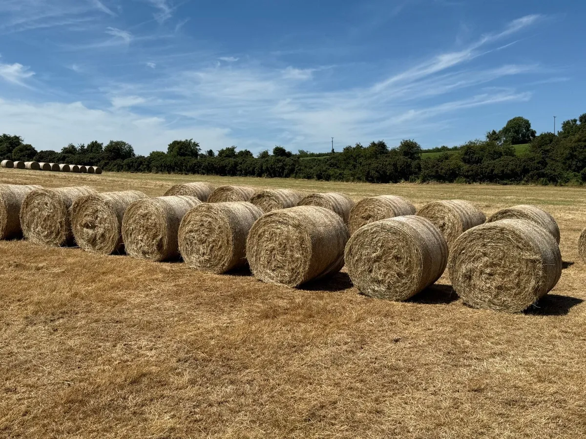 Hay bales super quality - Image 1