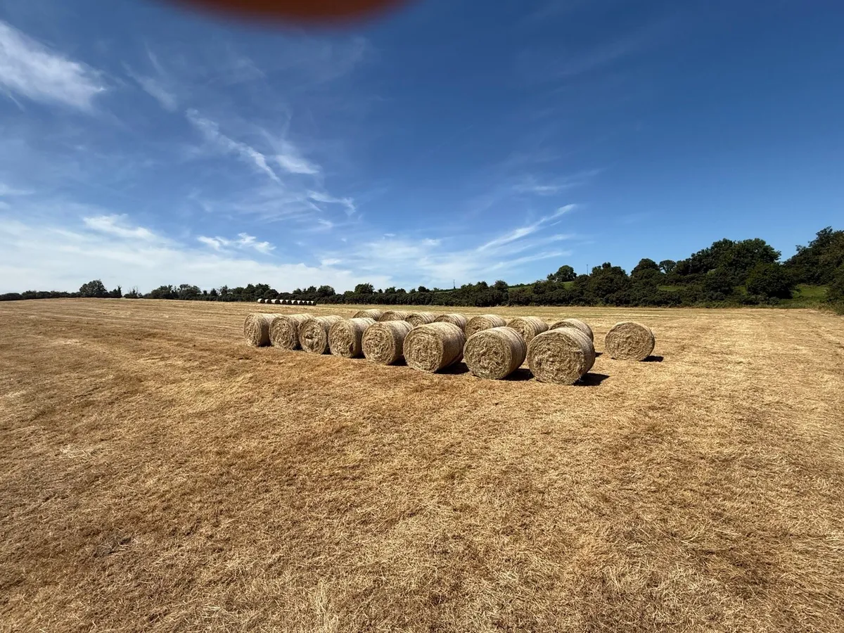 Hay bales super quality - Image 4